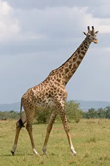 Giraffe Print in African Savannah Landscape