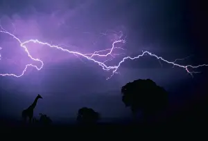 Giraffe in Lightning Print