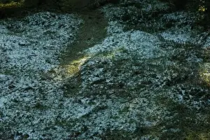 Grass Print with Snow and Sunlight in Forest