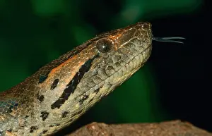 Green Anaconda Print: Adult Flicking Tongue