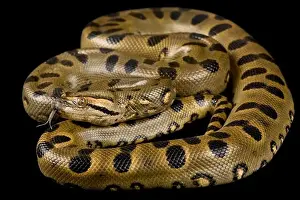 Framed Print : Green Anaconda Print Framed Print : Green Anaconda Print