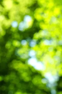 Green Blur Background Print of Trees and Sky