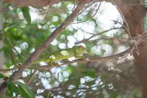 Green Chameleon Tree Print