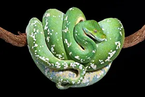 Green Tree Python Print - Morelia viridis