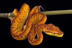 Green Tree Python Print - Morelia viridis