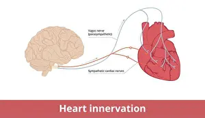 Heart Innervation Print: Vagus and Sympathetic Nerve Control