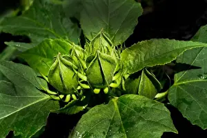 Hibiscus Buds Print