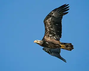 Bald Eagle Print in Flight