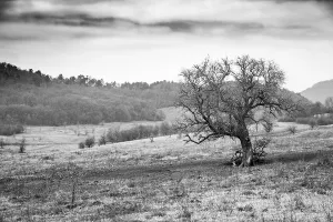 Dramatic Field Landscape Print