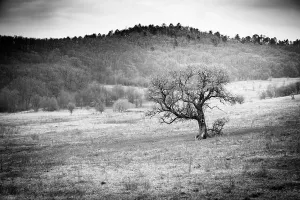 Dramatic Field Landscape Print