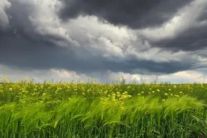 Yellow Rapeseed Fields Storm Cloud Print
