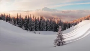 Winter Landscape Print of Snowy Trees in the Carpathian Mountains