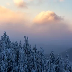 Winter Landscape Print with Snowy Trees in the Carpathian Mountains