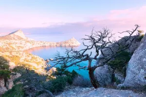 Alone Tree Print on Cliff Edge at Black Sea Sunset