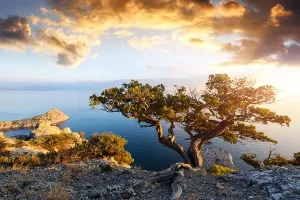 Alone Tree Print against the Black Sea Sunset