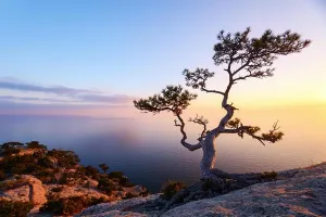 Alone Tree Print on Cliff Edge at Sunset