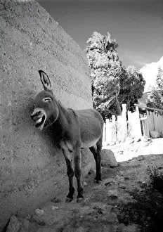 Laughing Donkey Print - Alamy Stock Image