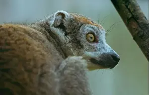 Lemur Side On Print