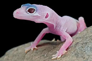 Leopard Gecko Print