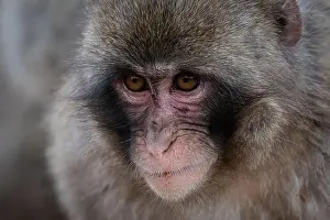 Arashiyama Monkey Park Macaque Print