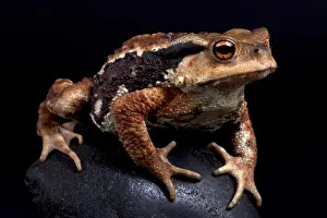 Miyako Toad Print - Bufo gargarizans