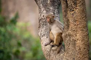Monkey perched on tree trunk print
