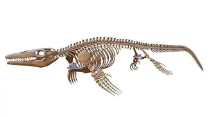 Mosasaurus Skeleton Print