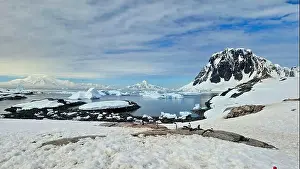 Nesting Penguins in Antarctica Print