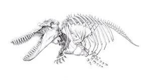 Orca Skeleton Print