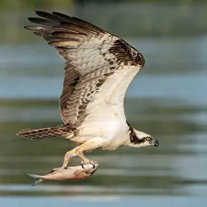 Osprey catching fish Print