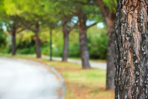 Park Tree Print with Blurred Summer Background