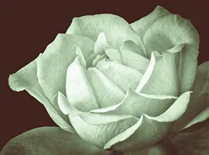 Pastel Green Monochrome Rose Blossom Print