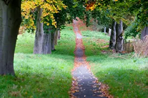 Path through trees Print
