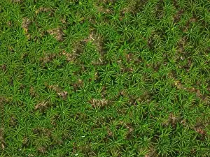 Green Tree Leaf Drone View Print