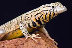 Peru Pacific Iguana Print - Endemic Lava Lizard Species