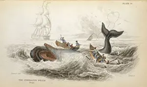 Sperm Whale Print, Hand-coloured Engraving