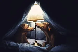 Podenco-Mongrel Print