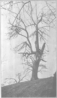 Original Print of Practical Orcharding on Rough Lands