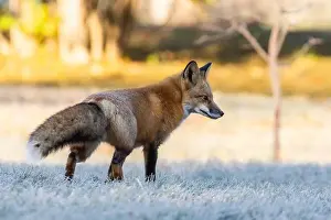Red Fox Autumn Print