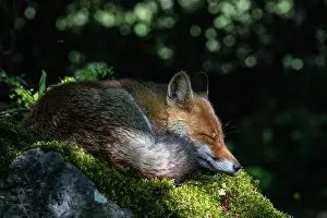 Red Fox Print between Light and Shadow