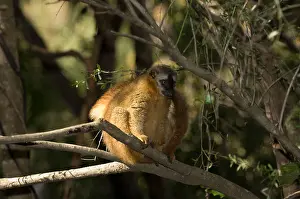 Red-fronted brown lemur Print