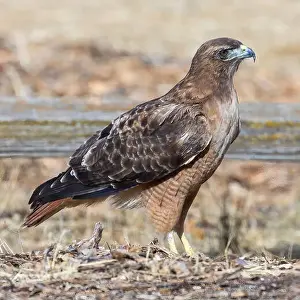 Red-tailed Hawk Print