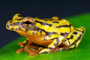 Reed Frog Print