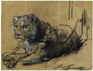 Rembrandts study of a young lion resting demonstrates his skill in capturing the natural form