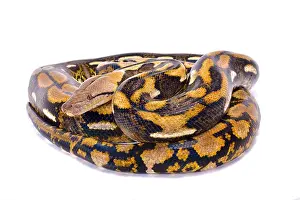 Reticulated Python Print: Worlds Longest Snake Species