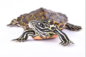 Ringed Map Turtle Print - Graptemys oculifera