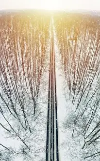 Winter Forest Road Print