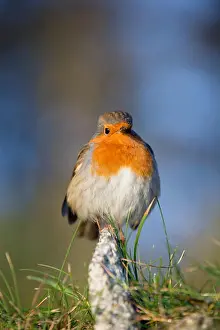 Robin Print - Erithacus rubecula Cornwall UK