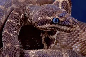Rough-scaled python print