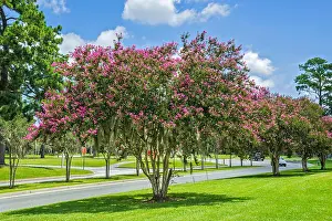 Crape Myrtle Tree Print in Full Bloom